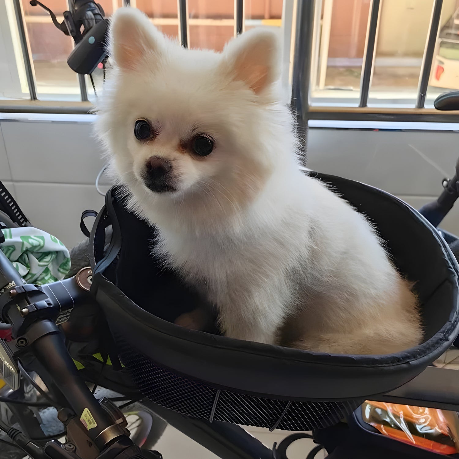 Smarter Hundekorb Fahrrad - Zubehör - Wheelyshop